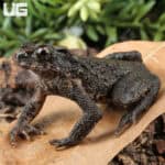 Bony-Headed Toad (Ingerophrynus galeatus) for sale