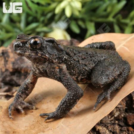 Bony-Headed Toad (Ingerophrynus galeatus) for sale