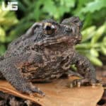 Bony-Headed Toad (Ingerophrynus galeatus) for sale