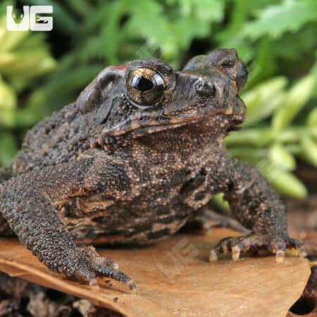 Bony-Headed Toad (Ingerophrynus galeatus) for sale