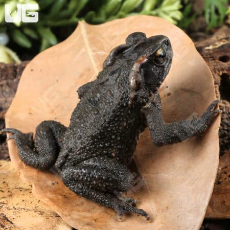Bony-Headed Toad (Ingerophrynus galeatus) for sale