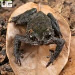 Bony-Headed Toad (Ingerophrynus galeatus) for sale
