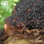 False Toads for sale - Underground Reptiles