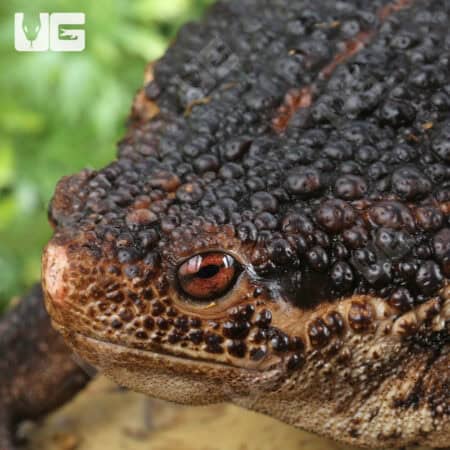 False Toads for sale - Underground Reptiles