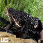 False Toads for sale - Underground Reptiles