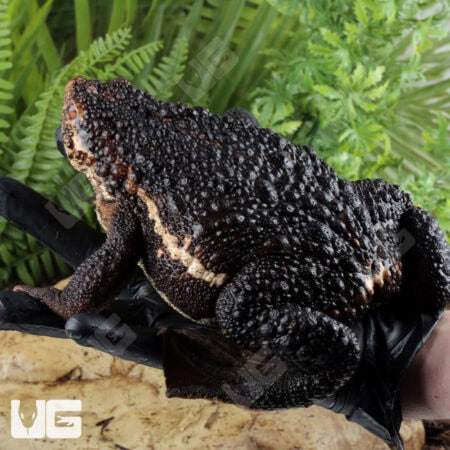 False Toads for sale - Underground Reptiles