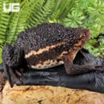 False Toads for sale - Underground Reptiles