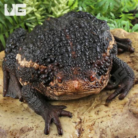 False Toads for sale - Underground Reptiles