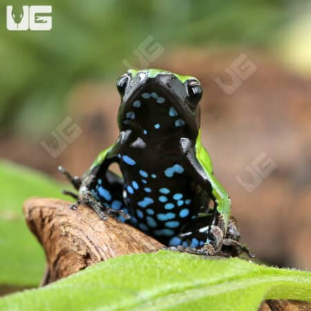 Guibé's mantellas For Sale - Underground Reptiles