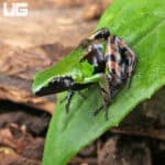 Guibé's mantellas For Sale - Underground Reptiles