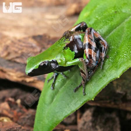 Guibé's mantellas For Sale - Underground Reptiles