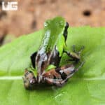 Guibé's mantellas For Sale - Underground Reptiles