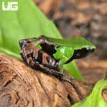 Guibé's mantellas For Sale - Underground Reptiles