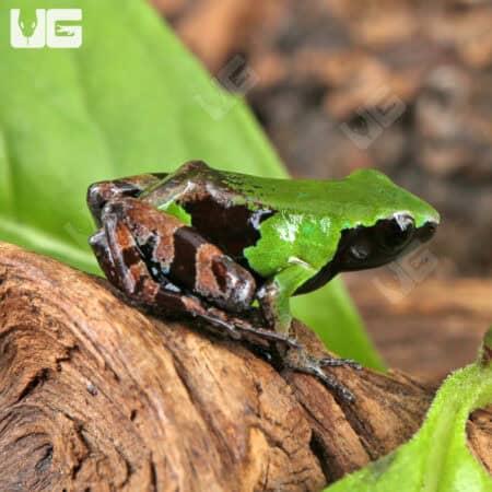 Guibé's mantellas For Sale - Underground Reptiles