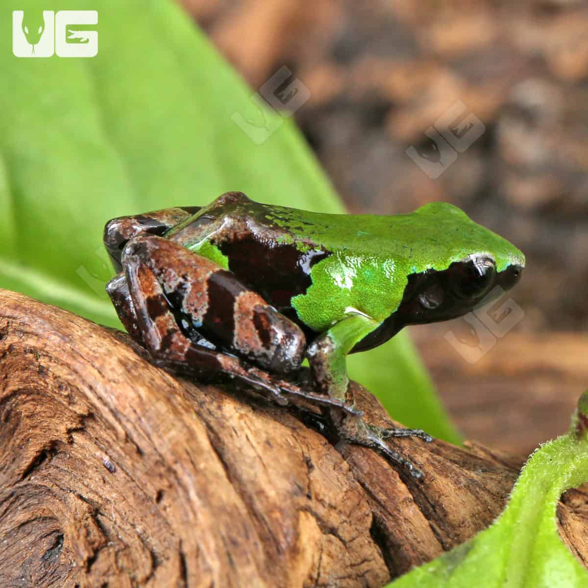 Guibé's mantellas For Sale - Underground Reptiles