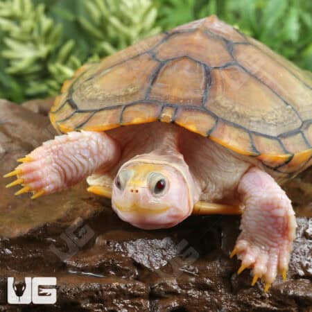 Juvenile Caramel Pink Red Ear Slider Turtle for Sale - Underground Reptiles