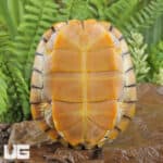 Juvenile Caramel Pink Red Ear Slider Turtle for Sale - Underground Reptiles
