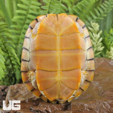 Juvenile Caramel Pink Red Ear Slider Turtle for Sale - Underground Reptiles