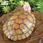 Juvenile Caramel Pink Red Ear Slider Turtle for Sale - Underground Reptiles