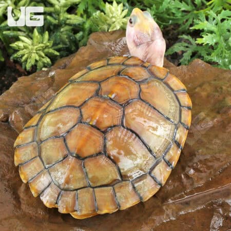 Juvenile Caramel Pink Red Ear Slider Turtle for Sale - Underground Reptiles