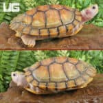 Juvenile Caramel Pink Red Ear Slider Turtle for Sale - Underground Reptiles
