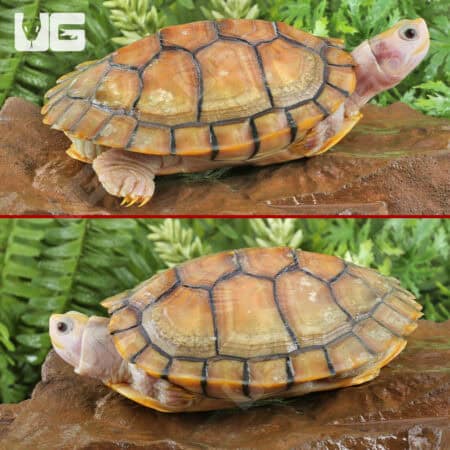 Juvenile Caramel Pink Red Ear Slider Turtle for Sale - Underground Reptiles
