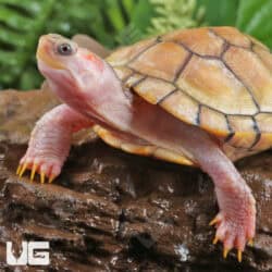 Juvenile Hybino Red Ear Slider Turtles (Trachemys scripta elegans) For Sale - Underground Reptiles