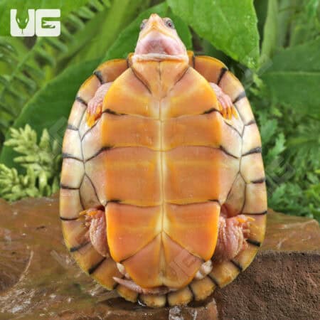 Juvenile Hybino Red Ear Slider Turtles (Trachemys scripta elegans) For Sale - Underground Reptiles