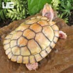 Juvenile Hybino Red Ear Slider Turtles (Trachemys scripta elegans) For Sale - Underground Reptiles