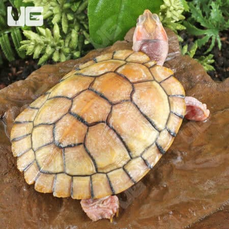 Juvenile Hybino Red Ear Slider Turtles (Trachemys scripta elegans) For Sale - Underground Reptiles