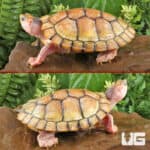Juvenile Hybino Red Ear Slider Turtles (Trachemys scripta elegans) For Sale - Underground Reptiles