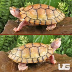 Juvenile Hybino Red Ear Slider Turtles (Trachemys scripta elegans) For Sale - Underground Reptiles
