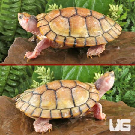 Juvenile Hybino Red Ear Slider Turtles (Trachemys scripta elegans) For Sale - Underground Reptiles
