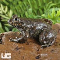 Khul's Creek Frog (Limnonectes kuhlii) For Sale - Underground Reptiles