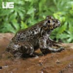 Khul's Creek Frog (Limnonectes kuhlii) For Sale - Underground Reptiles