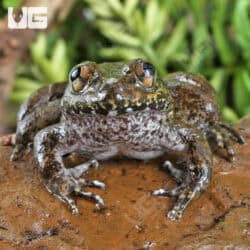 Khul's Creek Frog (Limnonectes kuhlii) For Sale - Underground Reptiles