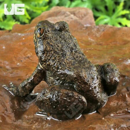 Khul's Creek Frog (Limnonectes kuhlii) For Sale - Underground Reptiles