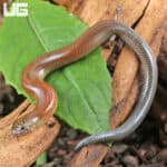 Supple Skinks (Lygosoma angeli) For Sale - Underground Reptiles