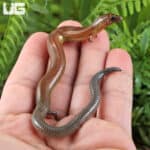 Supple Skinks (Lygosoma angeli) For Sale - Underground Reptiles