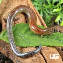 Supple Skinks (Lygosoma angeli) For Sale - Underground Reptiles