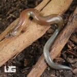 Supple Skinks (Lygosoma angeli) For Sale - Underground Reptiles