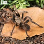 Long Na Earth Tiger Tarantula For Sale - Underground Reptiles