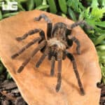Long Na Earth Tiger Tarantula For Sale - Underground Reptiles
