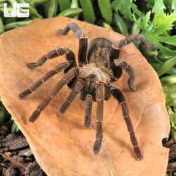 Long Na Earth Tiger Tarantula For Sale - Underground Reptiles