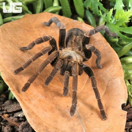 Long Na Earth Tiger Tarantula For Sale - Underground Reptiles