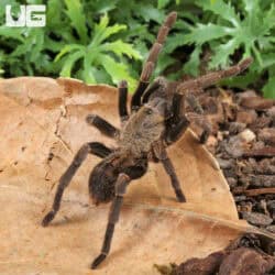 Long Na Earth Tiger Tarantula For Sale - Underground Reptiles