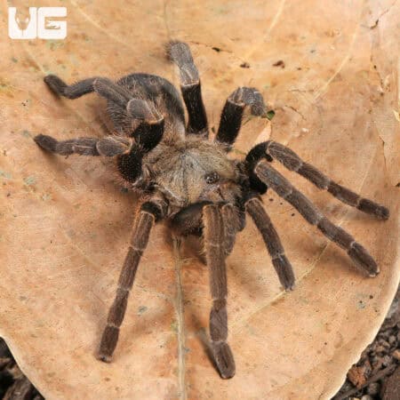 Long Na Earth Tiger Tarantula For Sale - Underground Reptiles