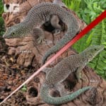 Adult Standings Day Gecko For Sale - Underground Reptiles