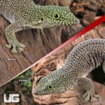 Adult Standings Day Gecko For Sale - Underground Reptiles
