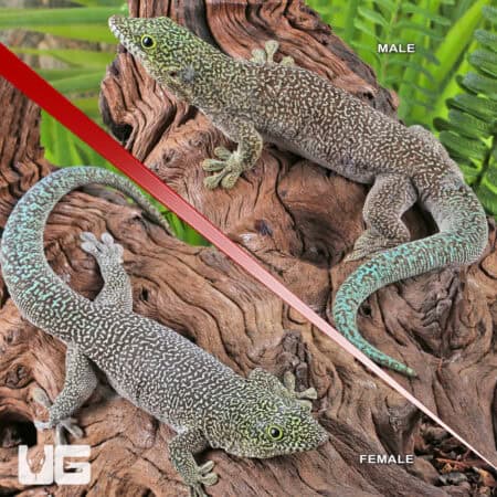Adult Standings Day Gecko For Sale - Underground Reptiles